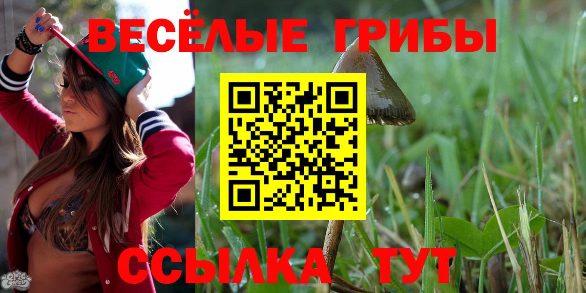 Псилоцибиновые грибы Psilocybine cubensis Киров